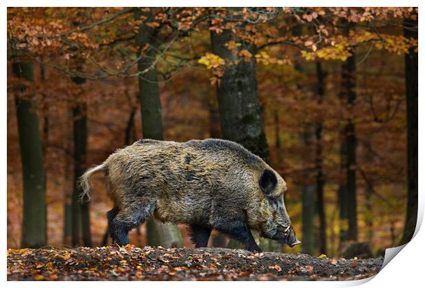 Wild Boar in Forest Print by Arterra 