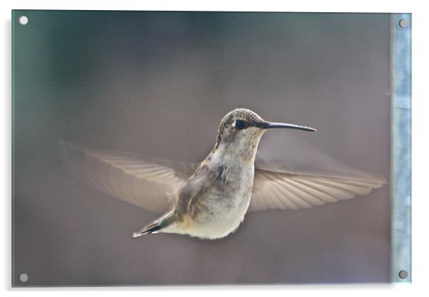 Female broad-tailed Hummingbird Acrylic by Irina Walker