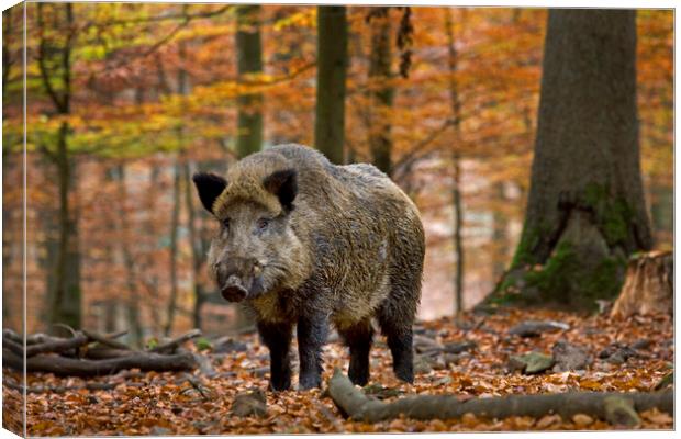 Wild boar in Ardennes Forest Canvas Print by Arterra 