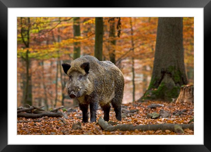 Wild boar in Ardennes Forest Framed Mounted Print by Arterra 