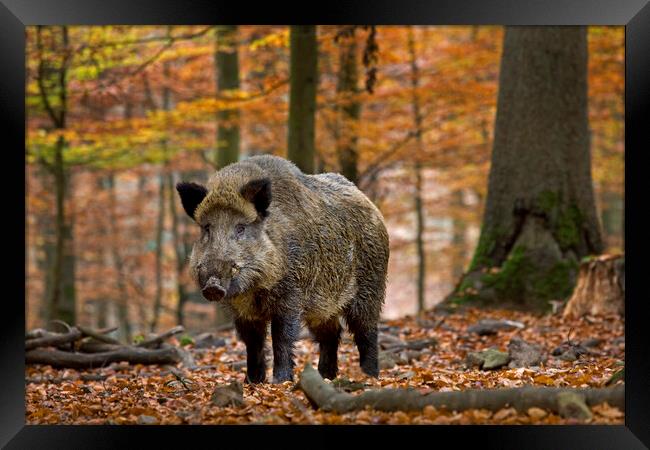 Wild boar in Ardennes Forest Framed Print by Arterra 