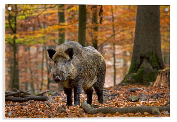 Wild boar in Ardennes Forest Acrylic by Arterra 