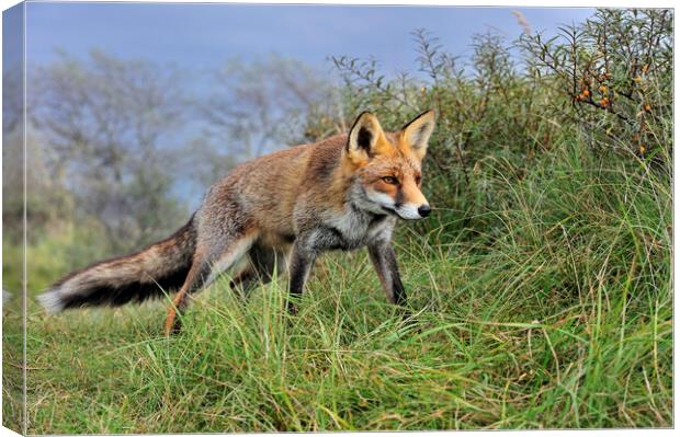 Red Fox in the Dunes Canvas Print by Arterra 