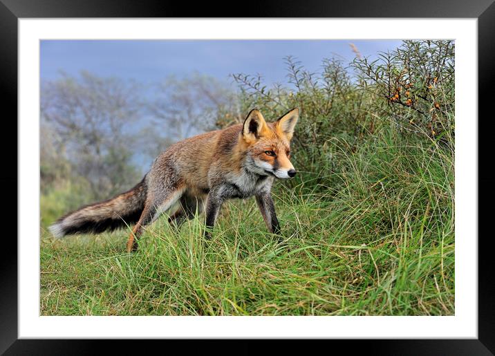 Red Fox in the Dunes Framed Mounted Print by Arterra 