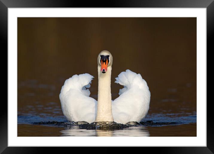 Mute Swan Framed Mounted Print by Arterra 
