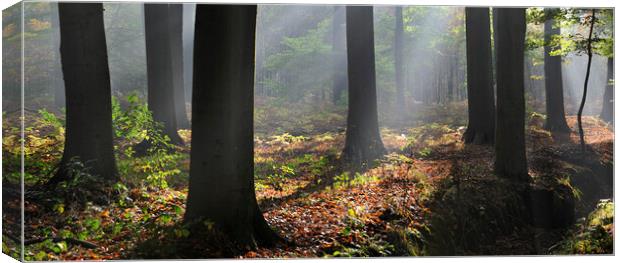 Sunrays in Forest Canvas Print by Arterra 