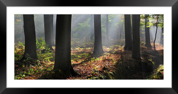 Sunrays in Forest Framed Mounted Print by Arterra 