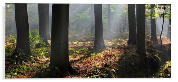 Sunrays in Forest Acrylic by Arterra 
