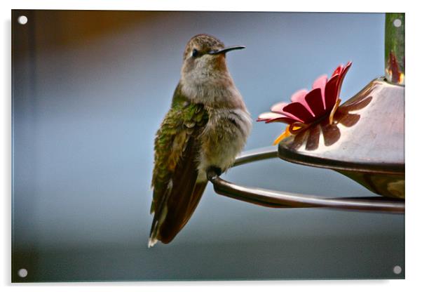 Female Hummingbird Acrylic by Irina Walker