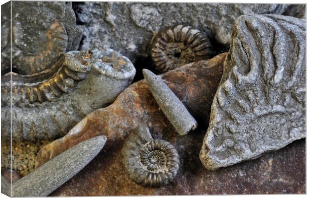 Ammonite Fossils on Beach, Lyme Regis Canvas Print by Arterra 