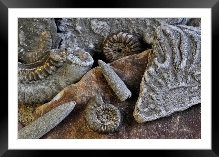 Ammonite Fossils on Beach, Lyme Regis Framed Mounted Print by Arterra 