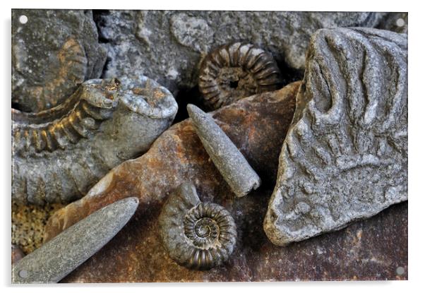 Ammonite Fossils on Beach, Lyme Regis Acrylic by Arterra 