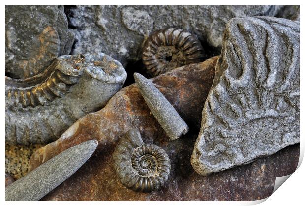 Ammonite Fossils on Beach, Lyme Regis Print by Arterra 