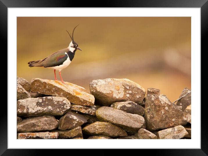 Lapwing on Yorkshire Dry Stone Wall Framed Mounted Print by Danny Hill
