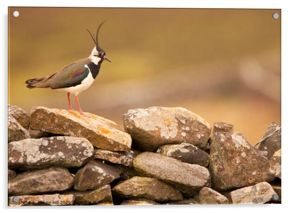 Lapwing on Yorkshire Dry Stone Wall Acrylic by Danny Hill