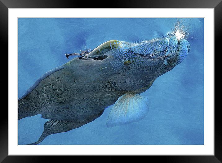 Mouri Wrasse Framed Mounted Print by David McLean