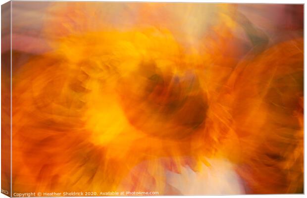 The Eye of the Sunflower Canvas Print by Heather Sheldrick