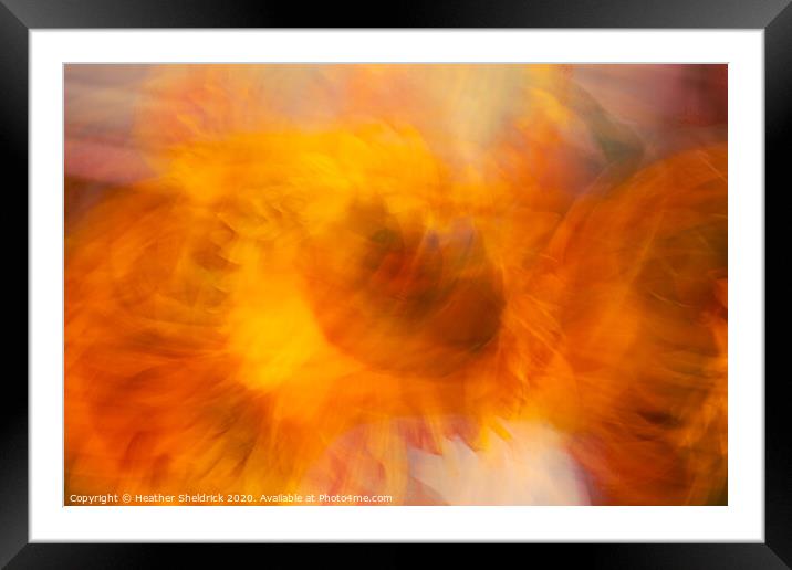 The Eye of the Sunflower Framed Mounted Print by Heather Sheldrick