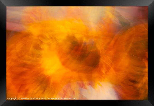 The Eye of the Sunflower Framed Print by Heather Sheldrick