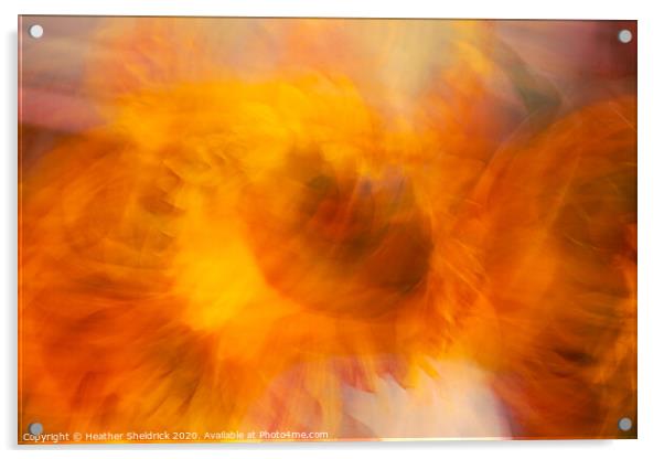 The Eye of the Sunflower Acrylic by Heather Sheldrick