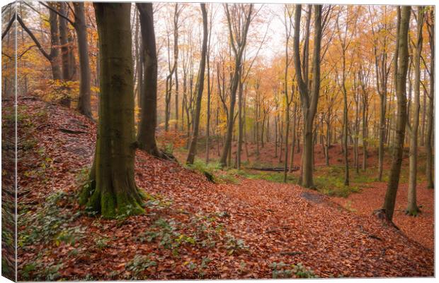 Autumn in Erncroft Woods, Etherow country park Canvas Print by Andrew Kearton