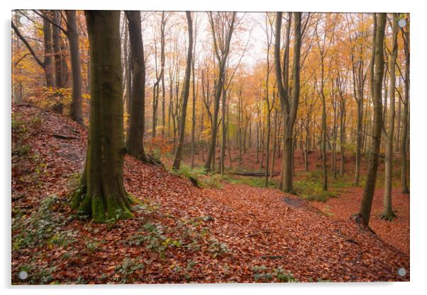 Autumn in Erncroft Woods, Etherow country park Acrylic by Andrew Kearton