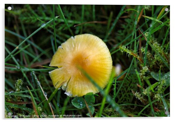 Yellow Mushroom Acrylic by Trevor Camp