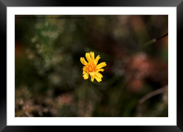 Yellow Coreopsis Flower Framed Mounted Print by Trevor Camp