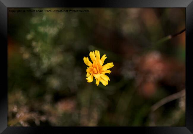 Yellow Coreopsis Flower Framed Print by Trevor Camp