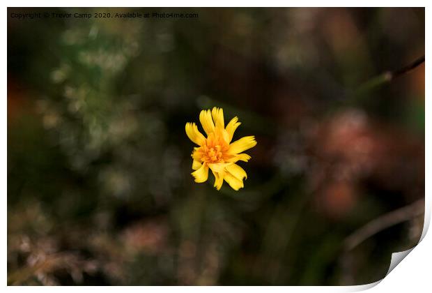 Yellow Coreopsis Flower Print by Trevor Camp