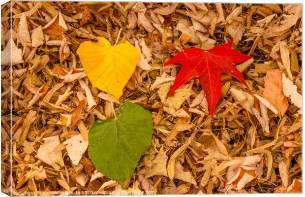 three leaves of red, yellow and green on a carpet  Canvas Print by daniele mattioda