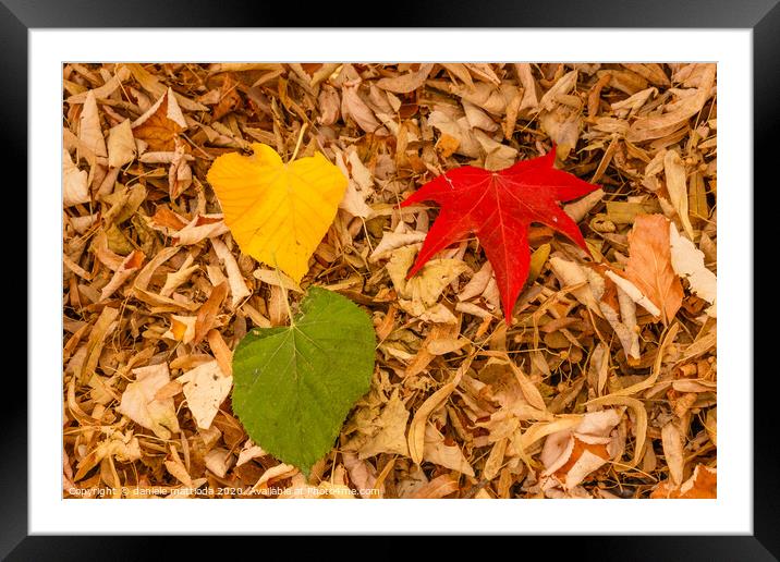 three leaves of red, yellow and green on a carpet  Framed Mounted Print by daniele mattioda