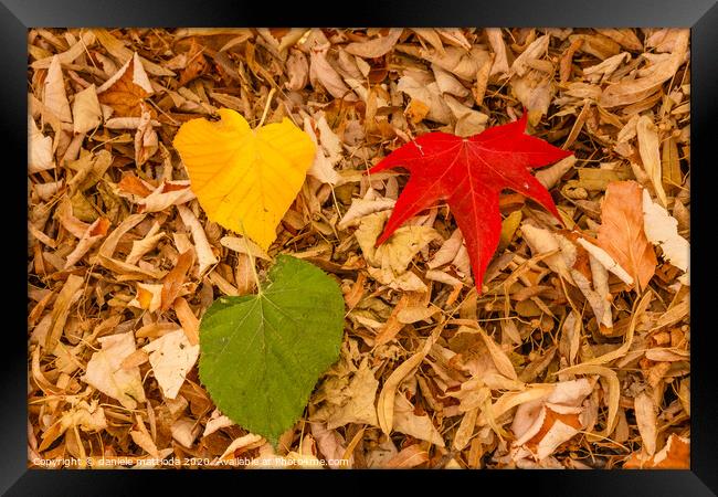three leaves of red, yellow and green on a carpet  Framed Print by daniele mattioda