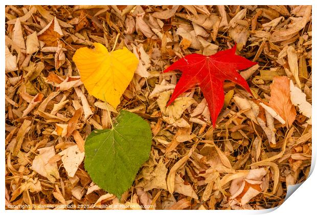 three leaves of red, yellow and green on a carpet  Print by daniele mattioda
