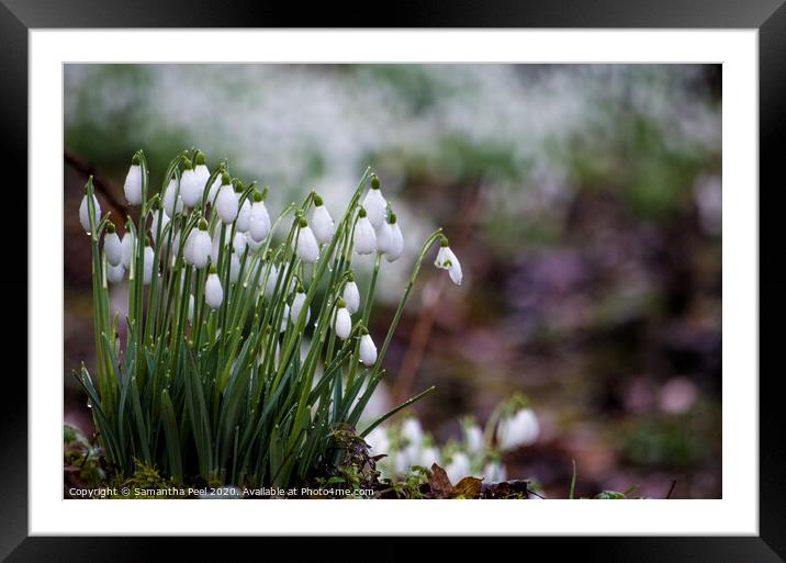 White Snowdrops Framed Mounted Print by Samantha Peel