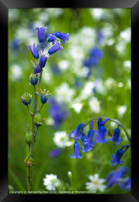 Blue Bell flowers Framed Print by Samantha Peel