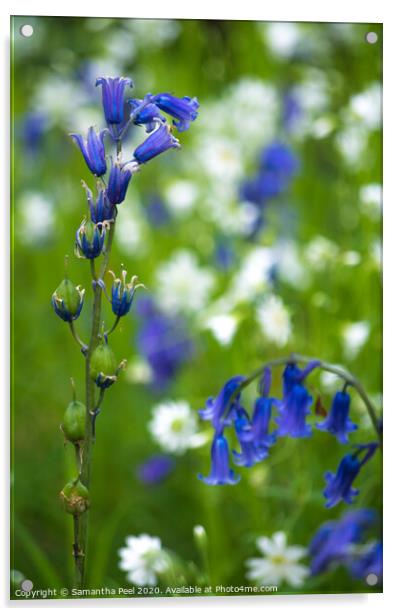 Blue Bell flowers Acrylic by Samantha Peel