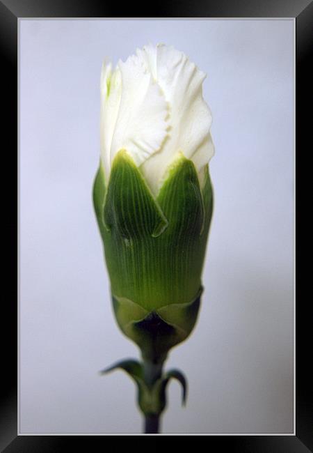 Cream Carnation Framed Print by michelle stevens