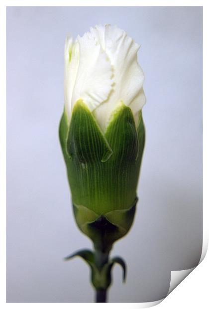 Cream Carnation Print by michelle stevens