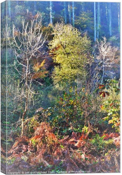 Cornish Autumn Colours, Canvas Print by Neil Mottershead