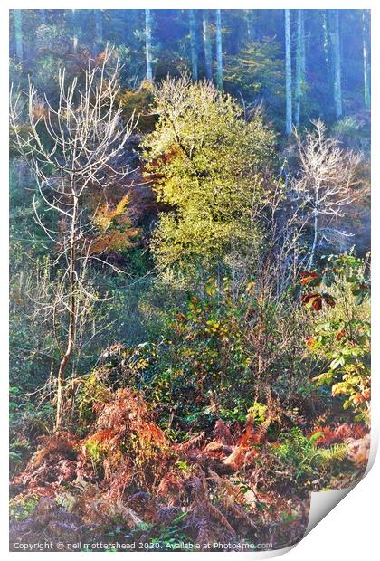 Cornish Autumn Colours, Print by Neil Mottershead