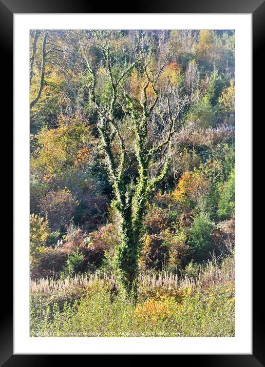 Cornish Autumn Colours. Framed Mounted Print by Neil Mottershead
