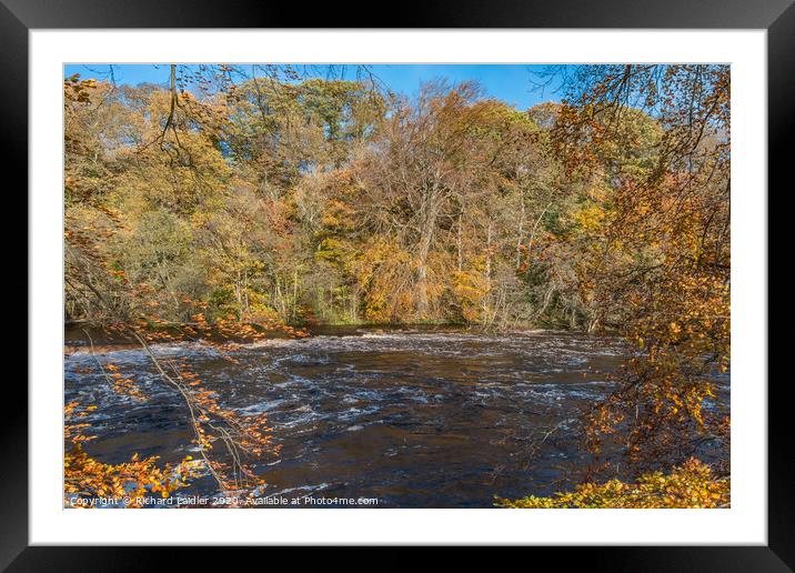 Autumn Woodland Gold Framed Mounted Print by Richard Laidler