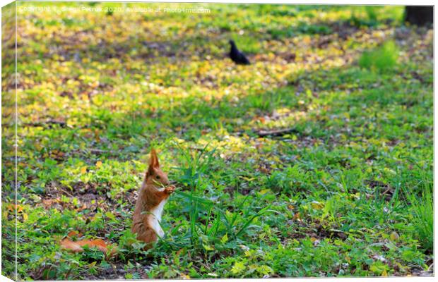 Little orange squirrel grazes in a sunny meadow of a city park Canvas Print by Sergii Petruk