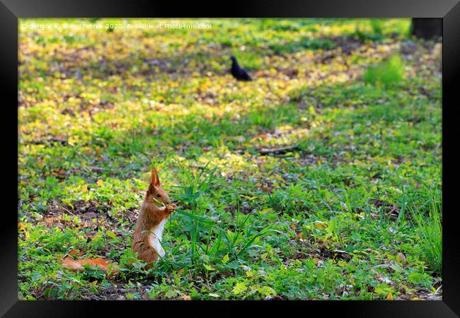 Little orange squirrel grazes in a sunny meadow of a city park Framed Print by Sergii Petruk