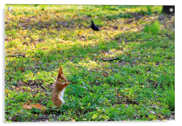 Little orange squirrel grazes in a sunny meadow of a city park Acrylic by Sergii Petruk