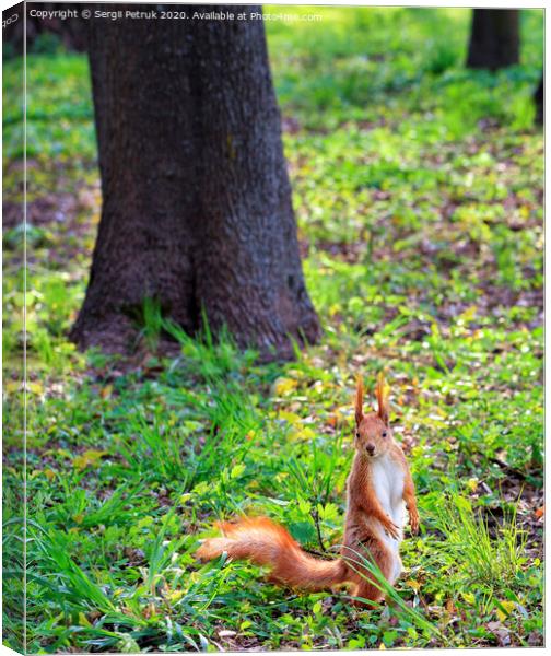 A little orange squirrel stands on its hind legs on a sunny glade of a city park. Canvas Print by Sergii Petruk