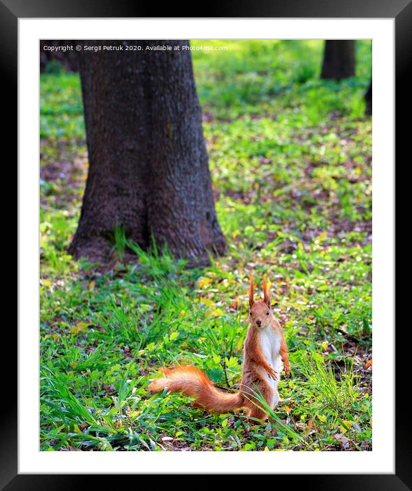 A little orange squirrel stands on its hind legs on a sunny glade of a city park. Framed Mounted Print by Sergii Petruk