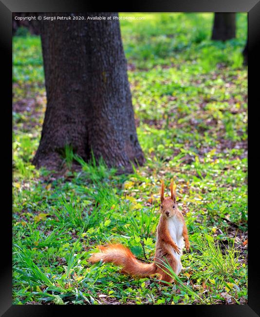 A little orange squirrel stands on its hind legs on a sunny glade of a city park. Framed Print by Sergii Petruk