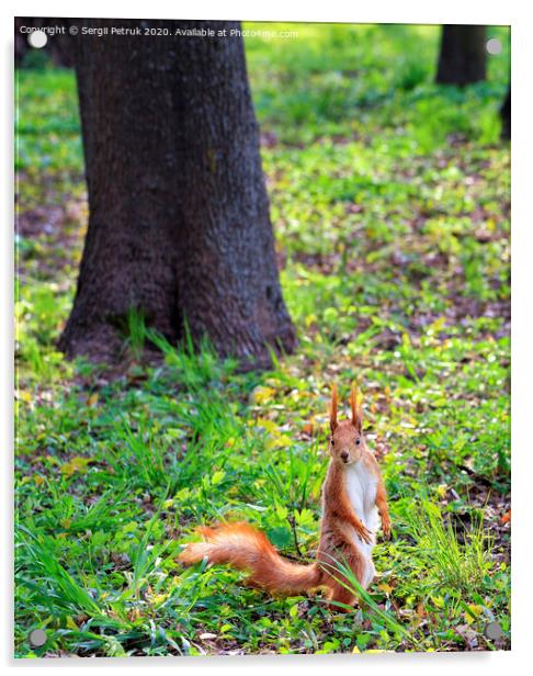 A little orange squirrel stands on its hind legs on a sunny glade of a city park. Acrylic by Sergii Petruk